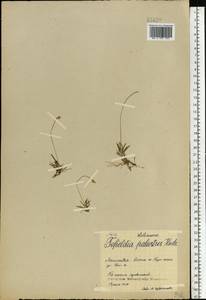 Tofieldia pusilla (Michx.) Pers., Eastern Europe, Northern region (E1) (Russia)