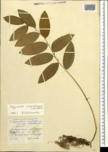 Polygonatum orientale Desf., Caucasus, Stavropol Krai, Karachay-Cherkessia & Kabardino-Balkaria (K1b) (Russia)