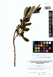 Salix krylovii E. Wolf, Siberia, Baikal & Transbaikal region (S4) (Russia)