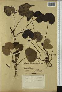 Asarum europaeum L., Western Europe (EUR) (Switzerland)