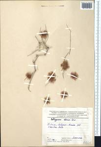 Calligonum setosum (Litv.) Litv., Middle Asia, Karakum (M6) (Turkmenistan)