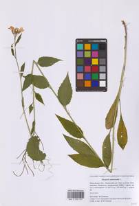 Hesperis matronalis L., Eastern Europe, Moscow region (E4a) (Russia)
