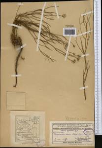 Limonium leptolobum (Regel) Kuntze, Middle Asia, Muyunkumy, Balkhash & Betpak-Dala (M9) (Kazakhstan)