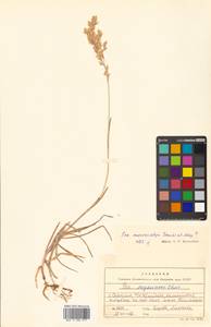 Poa macrocalyx Trautv. & C.A.Mey., Siberia, Russian Far East (S6) (Russia)