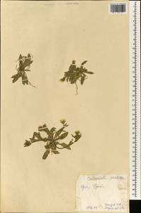Calendula arvensis L., South Asia, South Asia (Asia outside ex-Soviet states and Mongolia) (ASIA) (China)