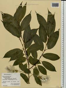 Salix pentandra L., Eastern Europe, Volga-Kama region (E7) (Russia)