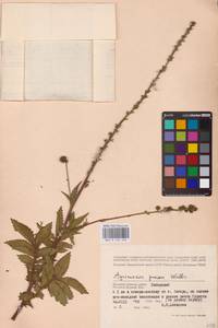 Agrimonia procera Wallr., Eastern Europe, Western region (E3) (Russia)