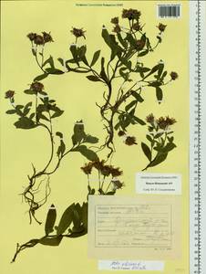 Eurybia sibirica subsp. sibirica, Siberia, Western Siberia (S1) (Russia)