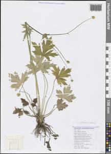 Ranunculus elegans K. Koch, Caucasus, Black Sea Shore (from Novorossiysk to Adler) (K3) (Russia)