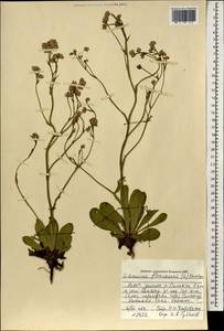 Limonium flexuosum (L.) Chaz., Mongolia (MONG) (Mongolia)