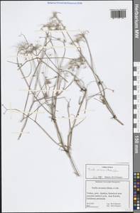 Torilis arvensis (Huds.) Link, South Asia, South Asia (Asia outside ex-Soviet states and Mongolia) (ASIA) (Turkey)
