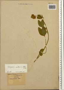 Trifolium ambiguum M.Bieb., Caucasus, Krasnodar Krai & Adygea (K1a) (Russia)