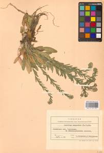 Lepidium campestre (L.) W.T.Aiton, Eastern Europe, West Ukrainian region (E13) (Ukraine)