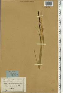 Carex aquatilis Wahlenb., Siberia, Baikal & Transbaikal region (S4) (Russia)