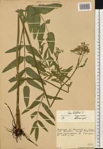 Sium latifolium L., Eastern Europe, Volga-Kama region (E7) (Russia)