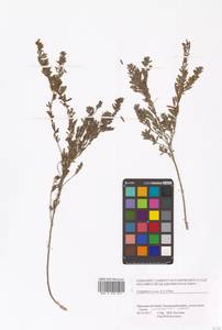 Lespedeza juncea (L.f.) Pers., Siberia, Russian Far East (S6) (Russia)