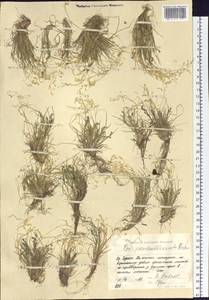 Poa pseudoattenuata Prob., Siberia, Yakutia (S5) (Russia)