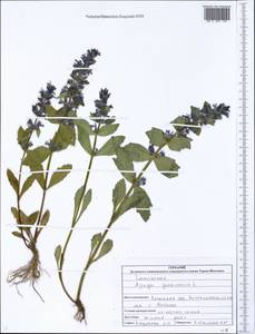Ajuga genevensis L., Eastern Europe, North Ukrainian region (E11) (Ukraine)