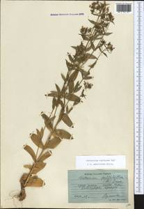 Centaurium erythraea, Caucasus, Georgia (K4) (Georgia)