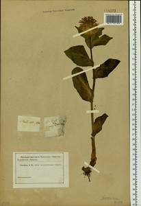 Doronicum altaicum Pall., Siberia, Altai & Sayany Mountains (S2) (Russia)