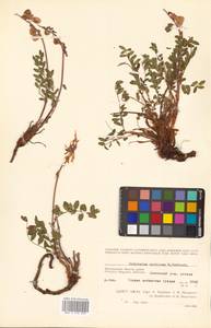 Hedysarum hedysaroides (L.) Schinz & Thell., Siberia, Chukotka & Kamchatka (S7) (Russia)