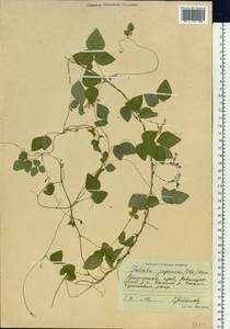 Amphicarpaea bracteata subsp. edgeworthii (Benth.)H.Ohashi, Siberia, Russian Far East (S6) (Russia)