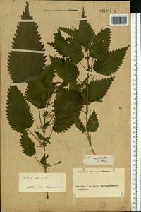 Urtica dioica L., Eastern Europe, Rostov Oblast (E12a) (Russia)