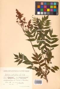 Sorbaria sorbifolia (L.) A. Braun, Siberia, Russian Far East (S6) (Russia)