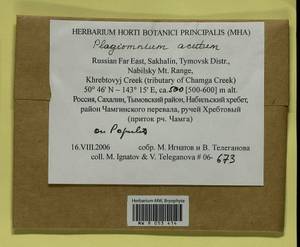 Plagiomnium acutum (Lindb.) T.J. Kop., Bryophytes, Bryophytes - Russian Far East (excl. Chukotka & Kamchatka) (B20) (Russia)