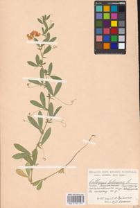 Lathyrus tuberosus L., Eastern Europe, Moscow region (E4a) (Russia)