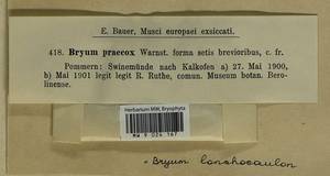 Ptychostomum lonchocaulon (Müll. Hal.) J.R. Spence, Bryophytes, Bryophytes - Western Europe (BEu) (Poland)
