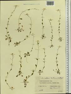 Arabidopsis thaliana (L.) Heynh., Eastern Europe, West Ukrainian region (E13) (Ukraine)