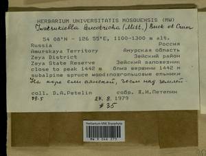 Iwatsukiella leucotricha (Mitt.) W.R. Buck & H.A. Crum, Bryophytes, Bryophytes - Russian Far East (excl. Chukotka & Kamchatka) (B20) (Russia)