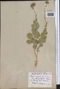 Haplophyllum robustum Bunge, Middle Asia, Pamir & Pamiro-Alai (M2) (Turkmenistan)
