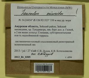 Leucodon sciuroides (Hedw.) Schwägr., Bryophytes, Bryophytes - Russian Far East (excl. Chukotka & Kamchatka) (B20) (Russia)