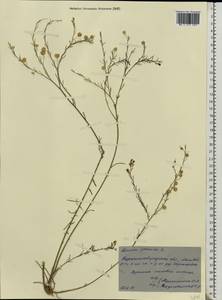 Linum perenne L., Eastern Europe, North Ukrainian region (E11) (Ukraine)