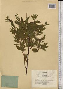 Spiraea chamaedryfolia L., Siberia, Altai & Sayany Mountains (S2) (Russia)