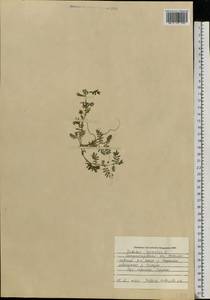 Tribulus terrestris L., Eastern Europe, South Ukrainian region (E12) (Ukraine)