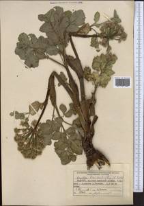 Angelica brevicaulis (Rupr.) B. Fedtsch., Middle Asia, Pamir & Pamiro-Alai (M2) (Kyrgyzstan)