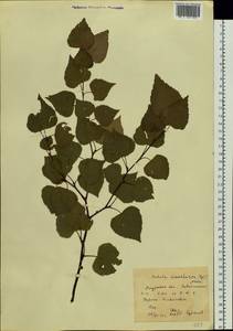 Betula pendula subsp. mandshurica (Regel) Ashburner & McAll., Siberia, Russian Far East (S6) (Russia)