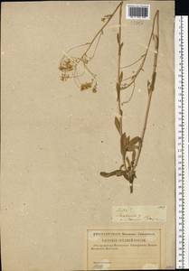 Isatis, Eastern Europe, Central region (E4) (Russia)