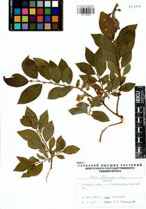 Salix bebbiana Sarg., Siberia, Baikal & Transbaikal region (S4) (Russia)