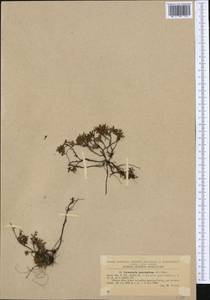 Kalmia procumbens (L.) Gift, Kron & P. F. Stevens, Western Europe (EUR) (Romania)