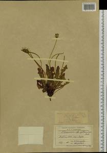 Taraxacum ceratophorum (Ledeb.) DC., Siberia, Yakutia (S5) (Russia)