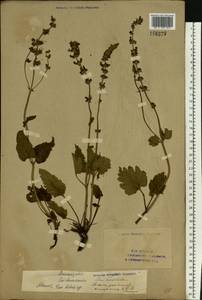 Salvia pratensis L., Eastern Europe, Lower Volga region (E9) (Russia)