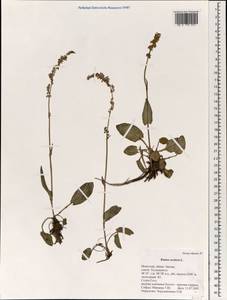 Rumex acetosa L., Mongolia (MONG) (Mongolia)