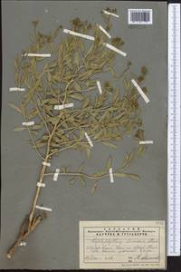 Haplophyllum acutifolium (DC.) G. Don, Middle Asia, Muyunkumy, Balkhash & Betpak-Dala (M9) (Kazakhstan)
