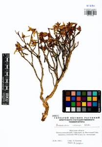 Rhododendron adamsii Rehder, Siberia, Baikal & Transbaikal region (S4) (Russia)