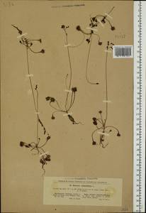 Drosera rotundifolia L., Eastern Europe, North Ukrainian region (E11) (Ukraine)