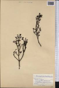 Dendrophthora buxifolia (Lam.) Eichl., America (AMER) (Cuba)
